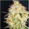 3 UND FEM - CRITICAL WIDOW * PROFESSIONAL SEEDS 3 UND FEMINIZADAS