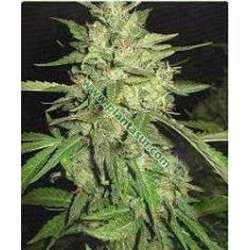 3 UND FEM - WIDOW * PROFESSIONAL SEEDS 3 UND