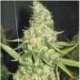 3 UND FEM - PURE POWER PLANT * PROFESSIONAL SEEDS 3 UND FEMINIZADAS