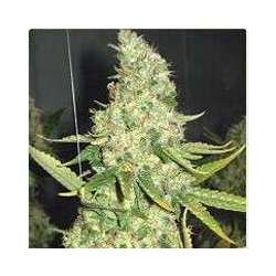 3 UND FEM - PURE POWER PLANT * PROFESSIONAL SEEDS 3 UND FEMINIZADAS