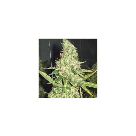 3 UND FEM - PURE POWER PLANT * PROFESSIONAL SEEDS 3 UND FEMINIZADAS