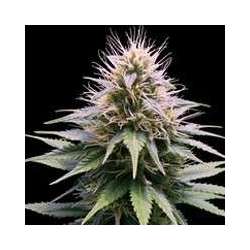 3 UND FEM - NEW YORK DIESEL AUTOMATICA * PROFESSIONAL SEEDS 3 UND