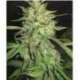 10 UND FEM- WIDOW * PROFESSIONAL SEEDS 10 UND FEM