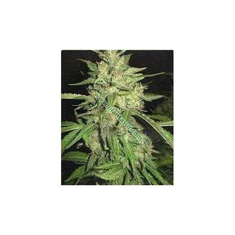 10 UND FEM- WIDOW * PROFESSIONAL SEEDS 10 UND FEM