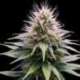 10 UND FEM- NEW YORK DIESEL AUTOMATICA * PROFESSIONAL SEEDS 10 UND FEMINIZADAS