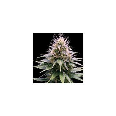 10 UND FEM- NEW YORK DIESEL AUTOMATICA * PROFESSIONAL SEEDS 10 UND FEMINIZADAS