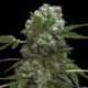 10 UND FEM - DOBLE AK-47 * PROFESSIONAL SEEDS 10 UND FEM