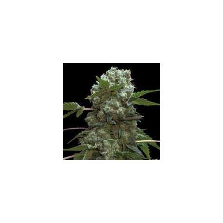 10 UND FEM - DOBLE AK-47 * PROFESSIONAL SEEDS 10 UND FEM