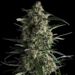 1 UND FEM - GALAXY * PYRAMID SEEDS 1 UND FEMINIZADA