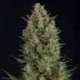 1 UND FEM - WEMBLEY * PYRAMID SEEDS 1 UND FEMINIZADA
