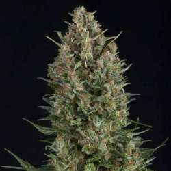 1 UND FEM - WEMBLEY * PYRAMID SEEDS 1 UND FEMINIZADA