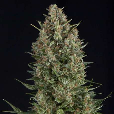 1 UND FEM - WEMBLEY * PYRAMID SEEDS 1 UND FEMINIZADA