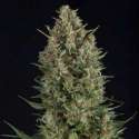 1 UND FEM - WEMBLEY * PYRAMID SEEDS 1 UND FEMINIZADA