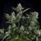 1 UND FEM - WHITE WIDOW * PYRAMID SEEDS 1 UND FEMINIZADA
