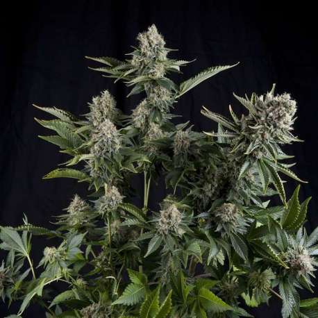 1 UND FEM - WHITE WIDOW * PYRAMID SEEDS 1 UND FEMINIZADA