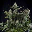 1 UND FEM - WHITE WIDOW * PYRAMID SEEDS 1 UND FEMINIZADA