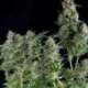 1 UND FEM - NORTHERN LIGHTS * PYRAMID SEEDS FEMINIZADA 1 UND