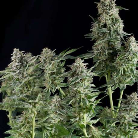 1 UND FEM - NORTHERN LIGHTS * PYRAMID SEEDS FEMINIZADA 1 UND