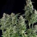 1 UND FEM - NORTHERN LIGHTS * PYRAMID SEEDS FEMINIZADA 1 UND