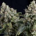 1 UND FEM - AUTO TUTANKHAMON * PYRAMID SEEDS 1 UND FEMINIZADA