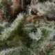 1 UND FEM - AUTO LENNON * PYRAMID SEEDS 1 UND FEMINIZADA