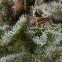 1 UND FEM - AUTO LENNON * PYRAMID SEEDS 1 UND FEMINIZADA