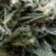 1 UND FEM - AUTO NEW YORK CITY * PYRAMID SEEDS 1 UND FEMINIZADA