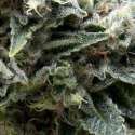1 UND FEM - AUTO NEW YORK CITY * PYRAMID SEEDS 1 UND FEMINIZADA