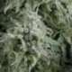 1 UND FEM - AUTO ANUBIS * PYRAMID SEEDS 1 UND FEMINIZADA