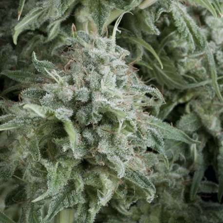 1 UND FEM - AUTO ANUBIS * PYRAMID SEEDS 1 UND FEMINIZADA
