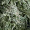 1 UND FEM - AUTO ANUBIS * PYRAMID SEEDS 1 UND FEMINIZADA