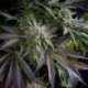 1 UND FEM - BLUE PYRAMID * PYRAMID SEEDS 1 UND FEMINIZADA