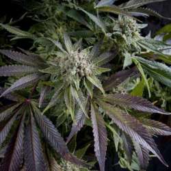 1 UND FEM - BLUE PYRAMID * PYRAMID SEEDS 1 UND FEMINIZADA