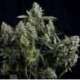 5 UND FEM - TUTANKHAMON * PYRAMID SEEDS 5 UND FEMINIZADAS