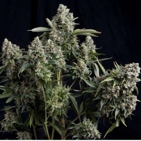 5 UND FEM - TUTANKHAMON * PYRAMID SEEDS 5 UND FEMINIZADAS
