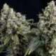 5 UND FEM - AUTO TUTANKHAMON * PYRAMID SEEDS 5 UND FEMINIZADAS