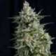 5 UND FEM - ANESTHESIA * PYRAMID SEEDS 5 UND FEMINIZADAS
