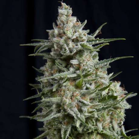 5 UND FEM - ANESTHESIA * PYRAMID SEEDS 5 UND FEMINIZADAS