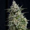 5 UND FEM - ANESTHESIA * PYRAMID SEEDS 5 UND FEMINIZADAS