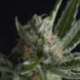 5 UND FEM - SHARK * PYRAMID SEEDS 5 UND FEMINIZADAS
