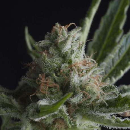5 UND FEM - SHARK * PYRAMID SEEDS 5 UND FEMINIZADAS