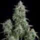 5 UND FEM - ANUBIS * PYRAMID SEEDS 5 UND FEMINIZADAS