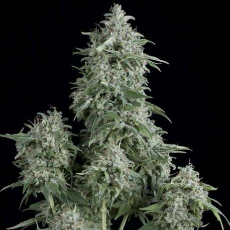 5 UND FEM - ANUBIS * PYRAMID SEEDS 5 UND FEMINIZADAS