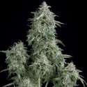 5 UND FEM - ANUBIS * PYRAMID SEEDS 5 UND FEMINIZADAS