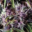 5 UND FEM - AUTO PURPLE * PYRAMID SEEDS 5 UND FEMINIZADAS