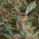 5 UND FEM - AUTO WEMBLEY * PYRAMID SEEDS 5 UND FEMINIZADAS