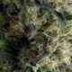 5 UND FEM - AUTO GALAXY * PYRAMID SEEDS 5 UND FEMINIZADAS