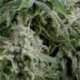 5 UND FEM - AUTO NORTHERN LIGHTS * PYRAMID SEEDS 5 UND FEMINIZADAS