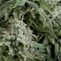 5 UND FEM - AUTO NORTHERN LIGHTS * PYRAMID SEEDS 5 UND FEMINIZADAS