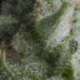 5 UND FEM - AUTO SHARK * PYRAMID SEEDS 5 UND FEMINIZADAS